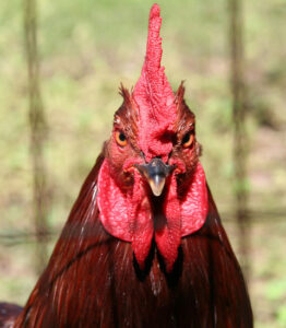 Raising Roosters for Free-Range Meat That's Free Image
